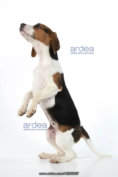 : DOG. Beagle puppy ( 16 weeks old ), portrait, sitting : DOG. Beagle puppy ( 16 weeks old ), portrait, sitting