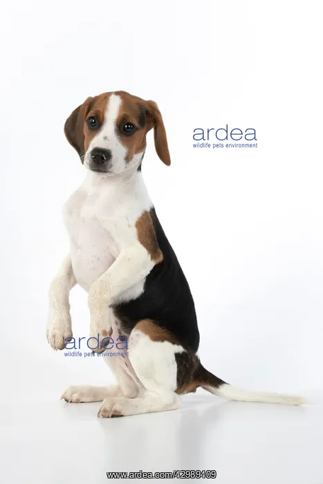  : DOG. Beagle puppy ( 16 weeks old ), portrait, sitting