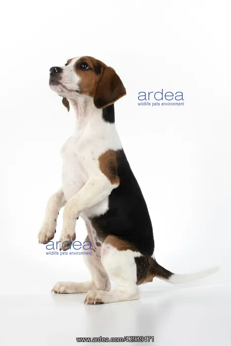 : DOG. Beagle puppy ( 16 weeks old ), portrait, sitting : DOG. Beagle puppy ( 16 weeks old ), portrait, sitting