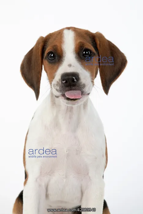 : DOG. Beagle puppy ( 16 weeks old ), portrait, tongue : DOG. Beagle puppy ( 16 weeks old ), portrait, tongue