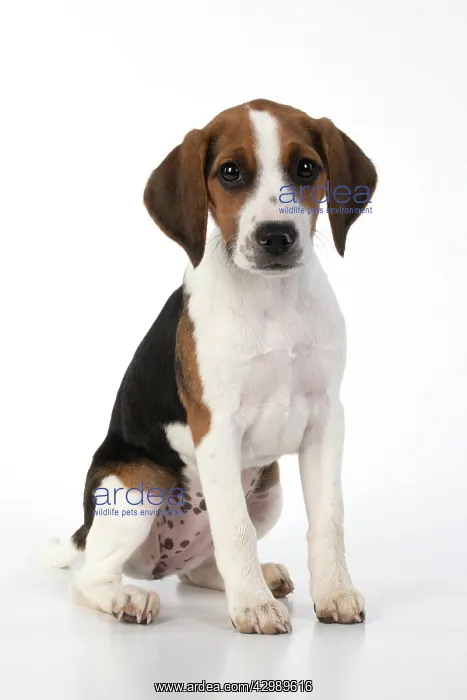 : DOG. Beagle puppy ( 16 weeks old ), portrait, sitting : DOG. Beagle puppy ( 16 weeks old ), portrait, sitting