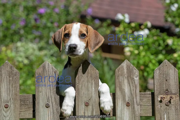 : DOG. Beagle puppy ( 16 weeks old ), portrait, looking : DOG. Beagle puppy ( 16 weeks old ), portrait, looking