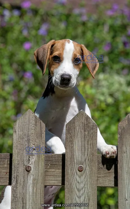: DOG. Beagle puppy ( 16 weeks old ), portrait, looking : DOG. Beagle puppy ( 16 weeks old ), portrait, looking