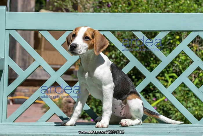 : DOG. Beagle puppy ( 16 weeks old ), portrait, sitting : DOG. Beagle puppy ( 16 weeks old ), portrait, sitting