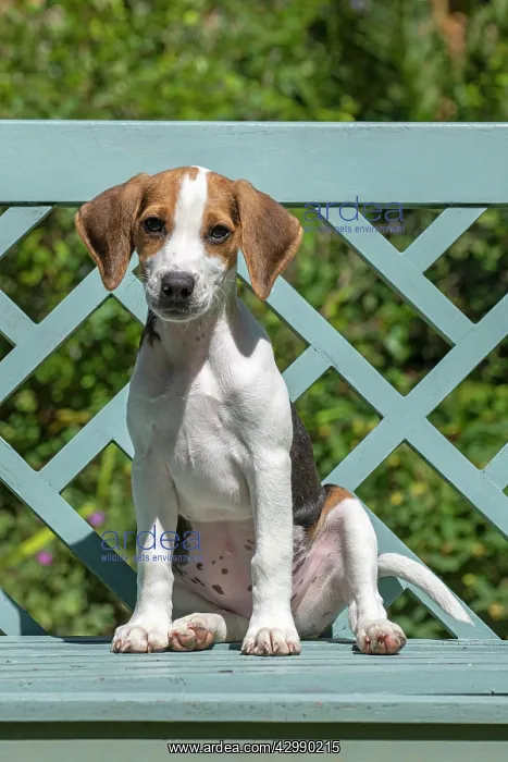 : DOG. Beagle puppy ( 16 weeks old ), portrait, sitting : DOG. Beagle puppy ( 16 weeks old ), portrait, sitting