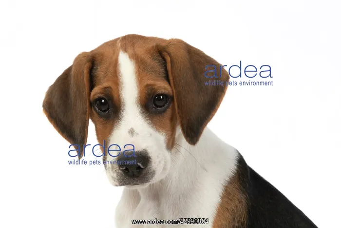 : DOG. Beagle puppy ( 16 weeks old ), portrait, studio : DOG. Beagle puppy ( 16 weeks old ), portrait, studio