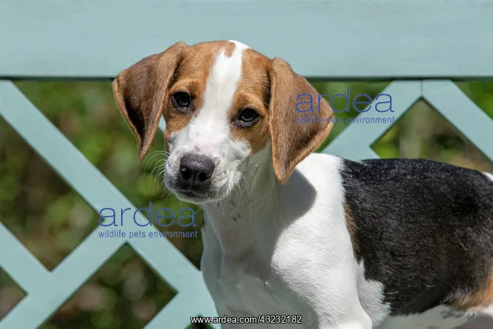 : DOG. Beagle puppy ( 16 weeks old ), portrait, sitting : DOG. Beagle puppy ( 16 weeks old ), portrait, sitting