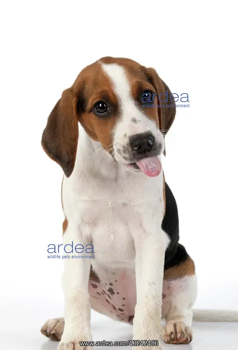 : DOG. Beagle puppy ( 16 weeks old ), portrait, tongue : DOG. Beagle puppy ( 16 weeks old ), portrait, tongue