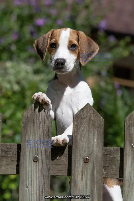 : DOG. Beagle puppy ( 16 weeks old ), portrait, looking : DOG. Beagle puppy ( 16 weeks old ), portrait, looking
