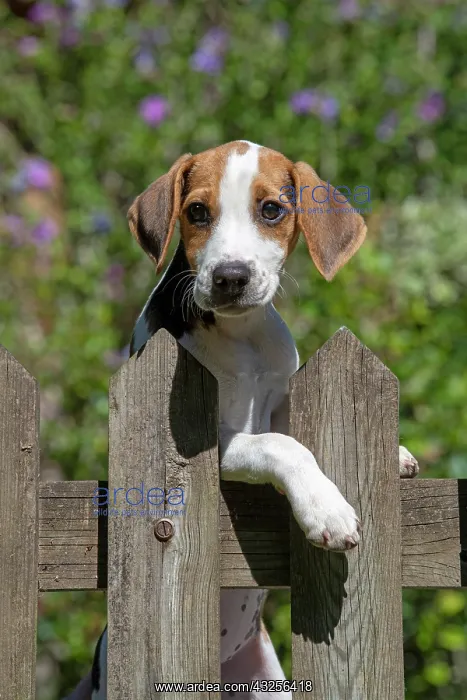 : DOG. Beagle puppy ( 16 weeks old ), portrait, looking : DOG. Beagle puppy ( 16 weeks old ), portrait, looking