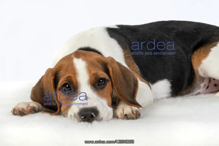 : DOG. Beagle puppy ( 16 weeks old ), sleepy laying : DOG. Beagle puppy ( 16 weeks old ), sleepy laying