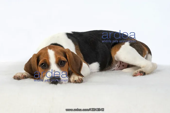 : DOG. Beagle puppy ( 16 weeks old ), sleepy laying : DOG. Beagle puppy ( 16 weeks old ), sleepy laying