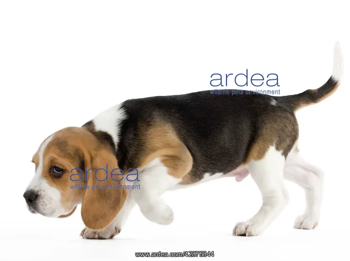  : Dog - Beagle puppy