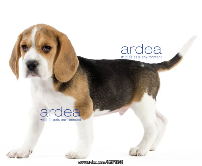  : Dog - Beagle puppy