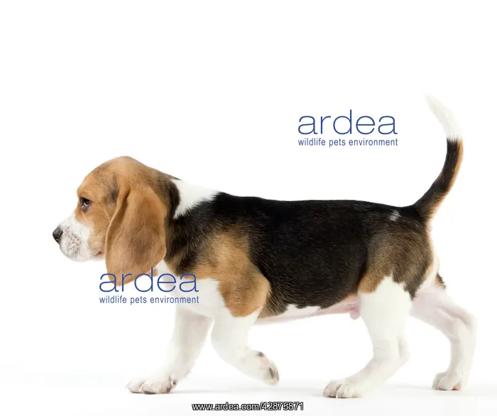  : Dog - Beagle puppy