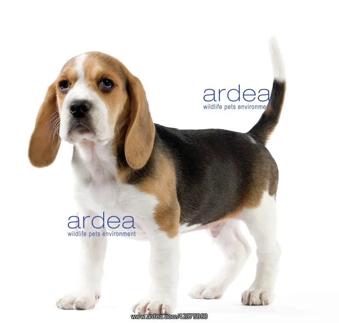  : Dog - Beagle puppy