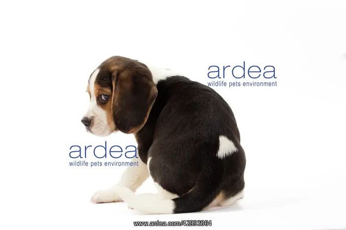 : Dog - Beagle puppy : Dog - Beagle puppy