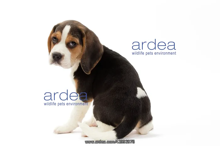  : Dog - Beagle puppy