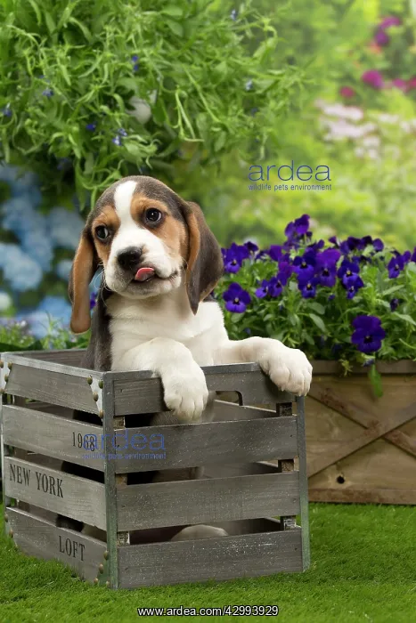 : Dog - Beagle puppy : Dog - Beagle puppy