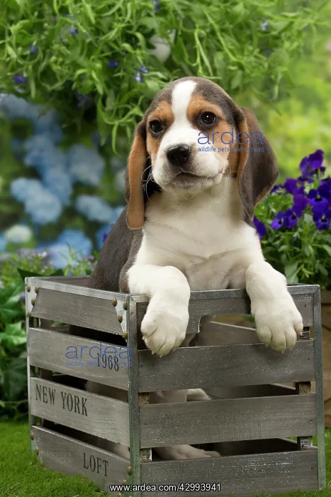 : Dog - Beagle puppy : Dog - Beagle puppy