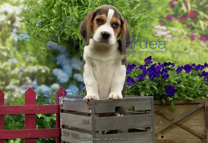 : Dog - Beagle puppy : Dog - Beagle puppy