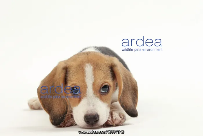  : Dog Beagle puppy