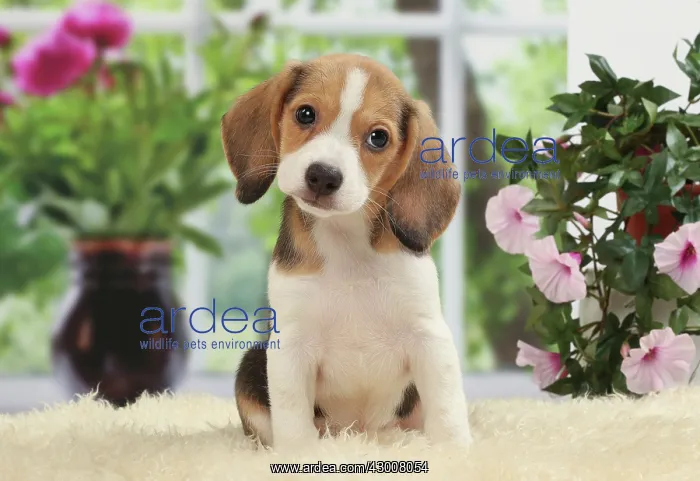  : Dog Beagle puppy