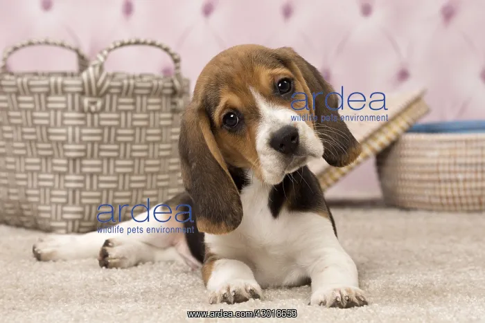  : Dog Beagle puppy