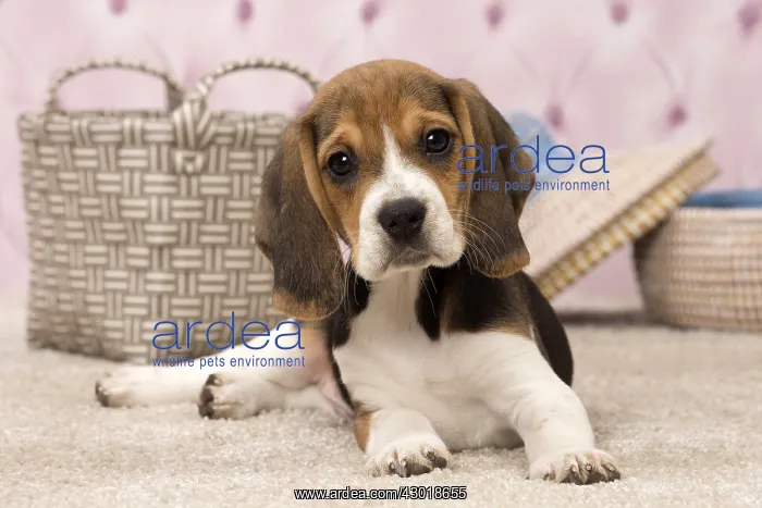  : Dog Beagle puppy