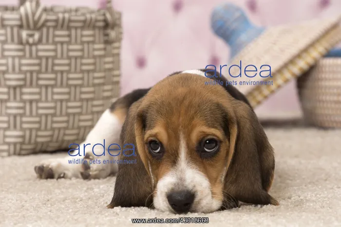  : Dog Beagle puppy