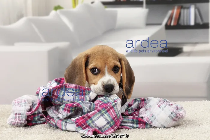  : Dog Beagle puppy