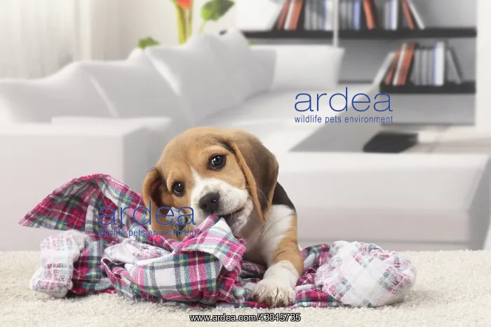  : Dog Beagle puppy