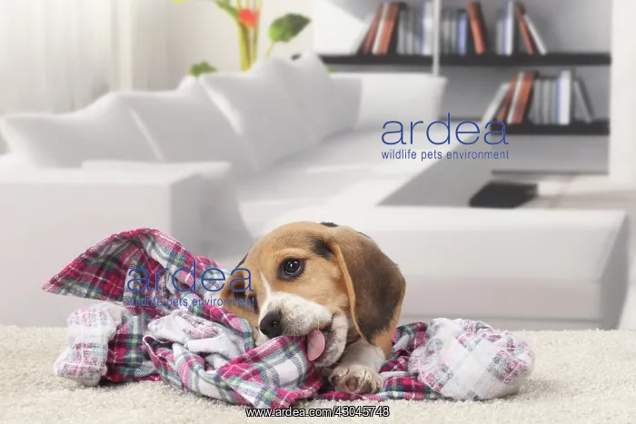  : Dog Beagle puppy