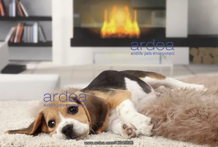  : Dog Beagle puppy