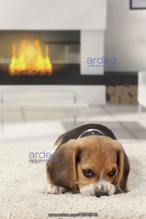  : Dog Beagle puppy