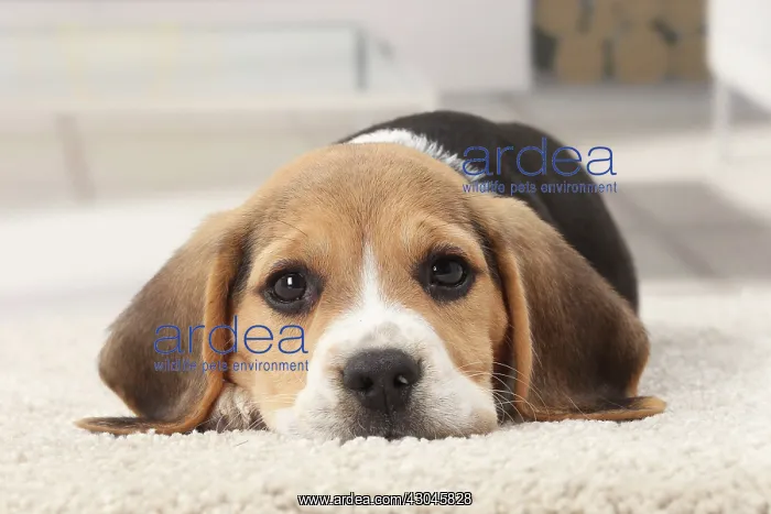  : Dog Beagle puppy