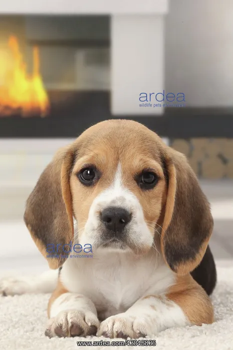  : Dog Beagle puppy