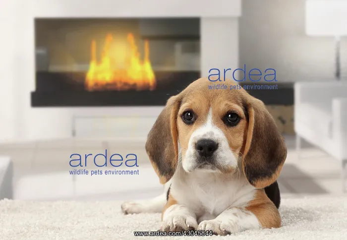  : Dog Beagle puppy