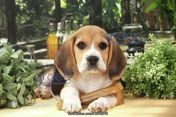  : Dog Beagle puppy