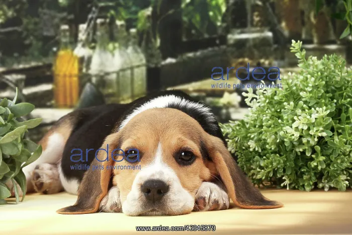 : Dog Beagle puppy : Dog Beagle puppy