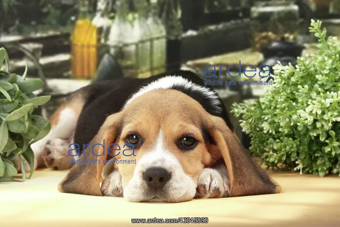 : Dog Beagle puppy : Dog Beagle puppy