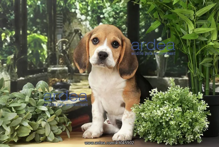 : Dog Beagle puppy
