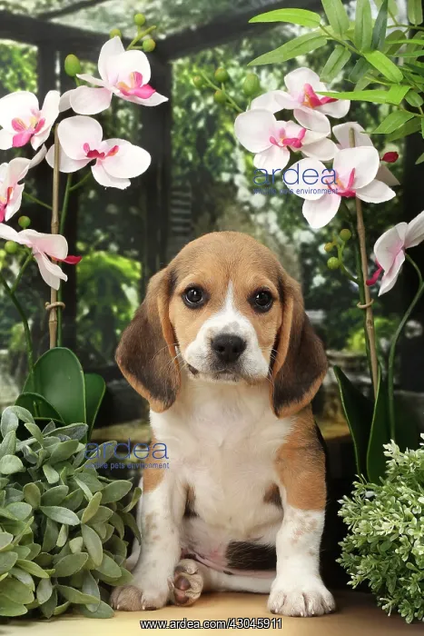 : Dog Beagle puppy : Dog Beagle puppy