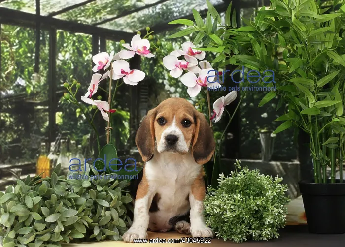 : Dog Beagle puppy : Dog Beagle puppy