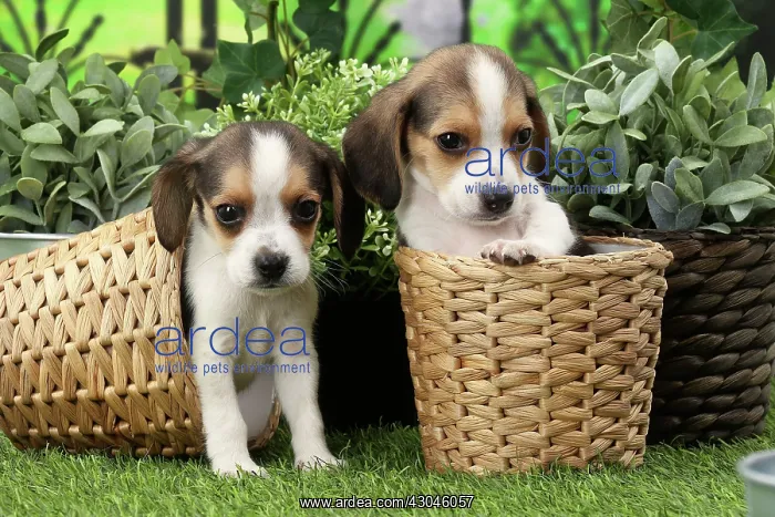 : Dog Beagle puppy : Dog Beagle puppy