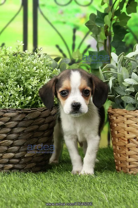  : Dog Beagle puppy
