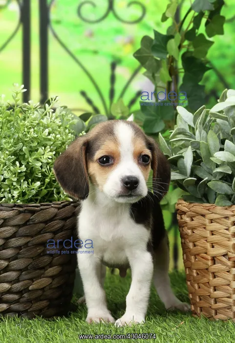  : Dog Beagle puppy
