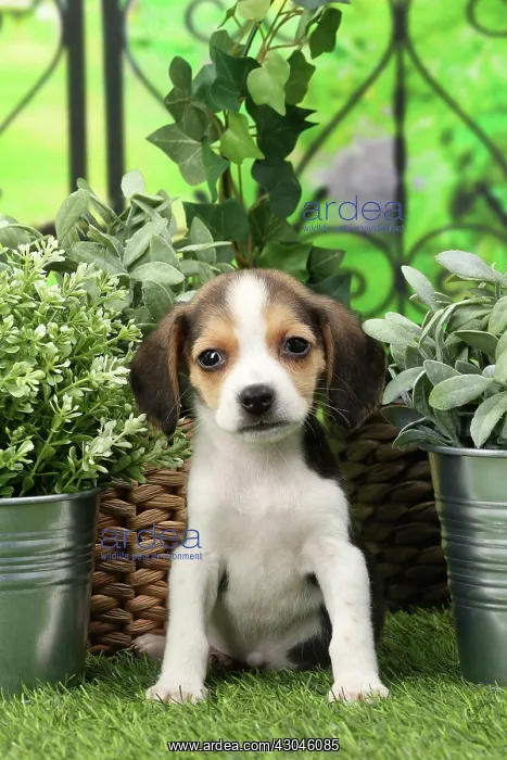  : Dog Beagle puppy