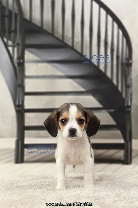  : Dog Beagle puppy