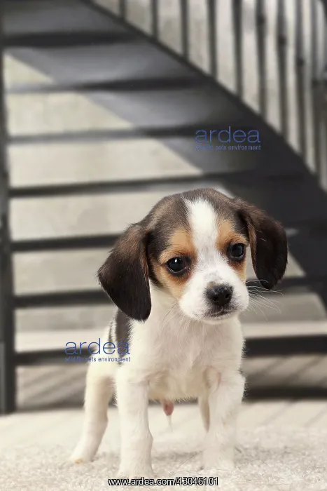 : Dog Beagle puppy